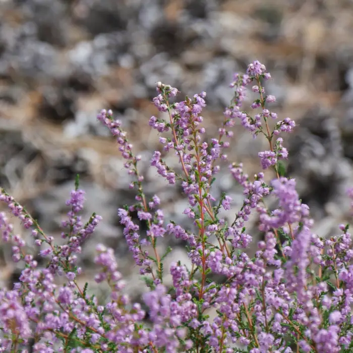 strauch violett